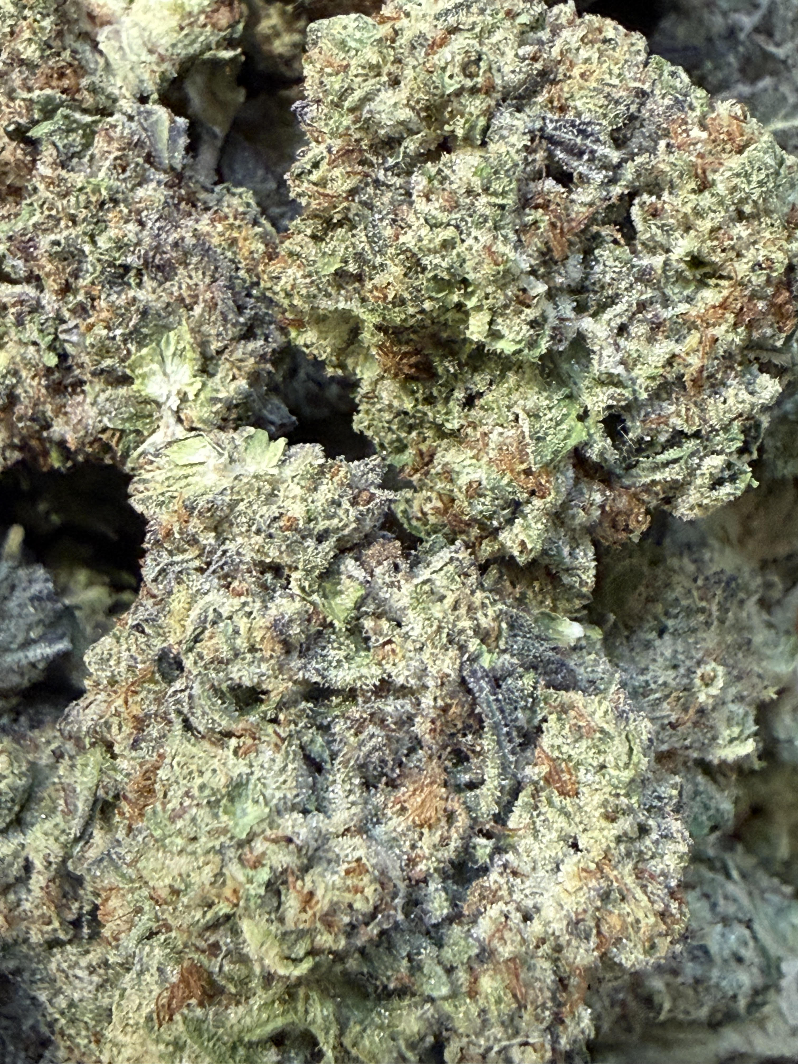King Gelato